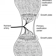 Biology and bone development