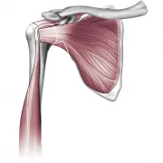 Musculoskeletal anatomy
