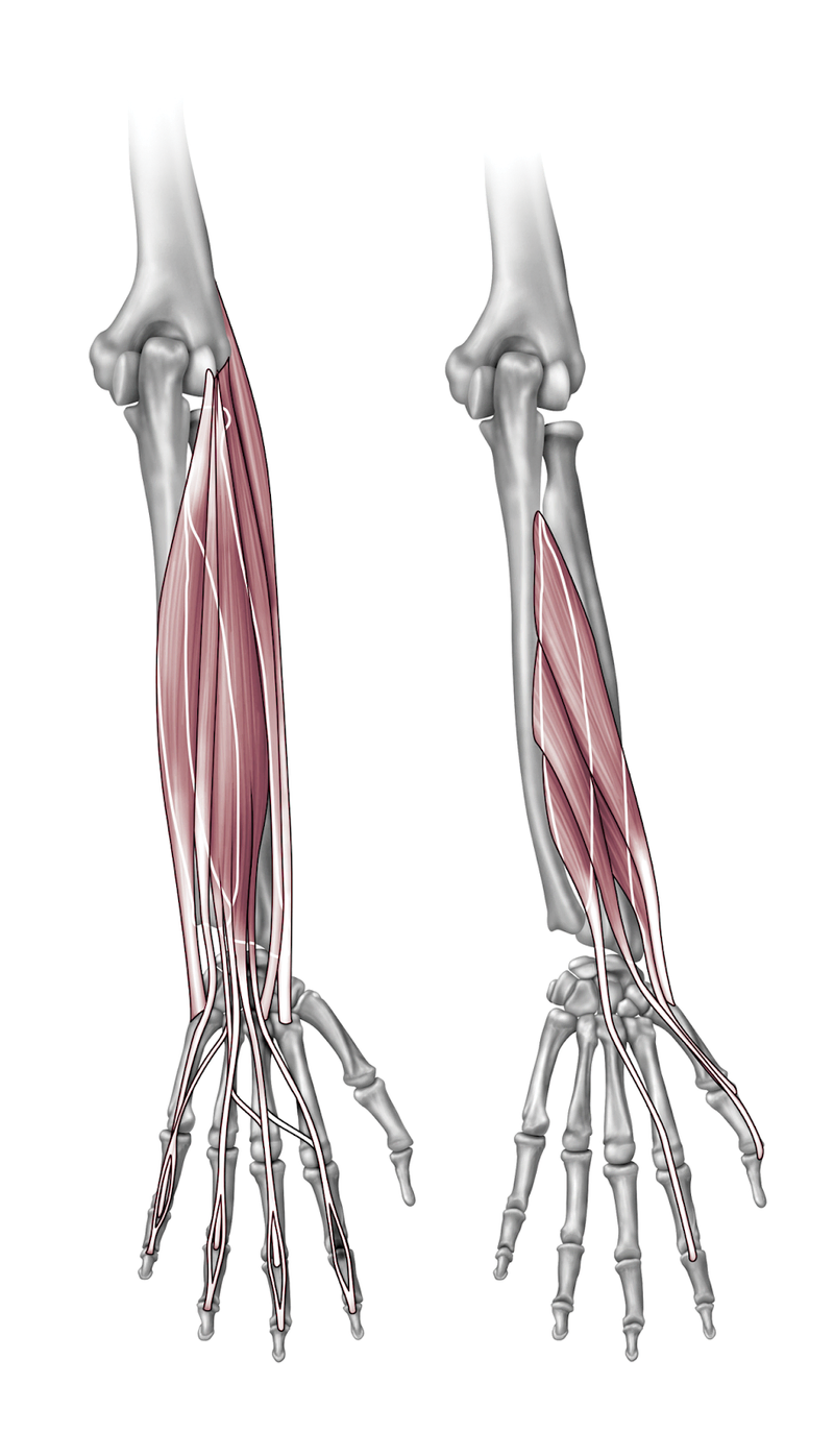 Anatomy