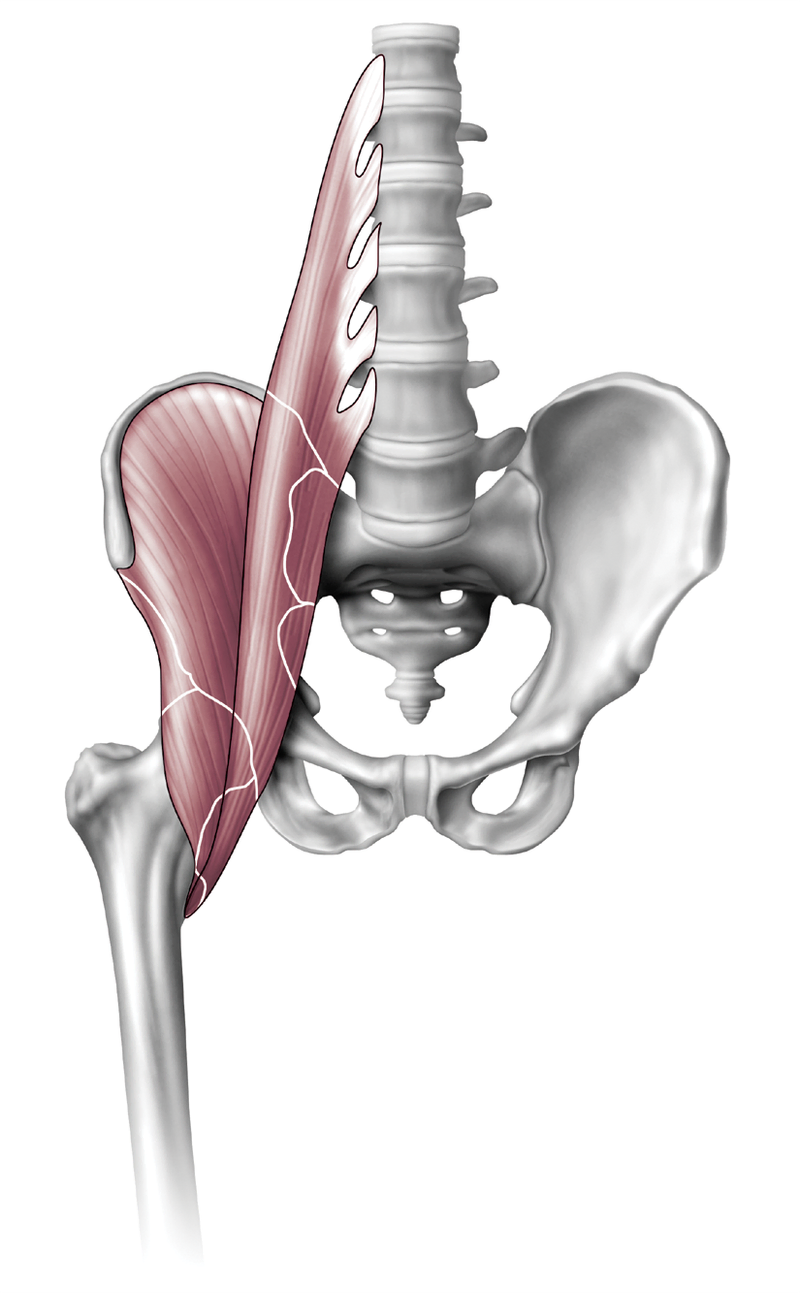 Anatomy