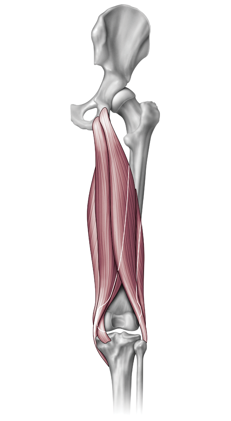 Anatomy