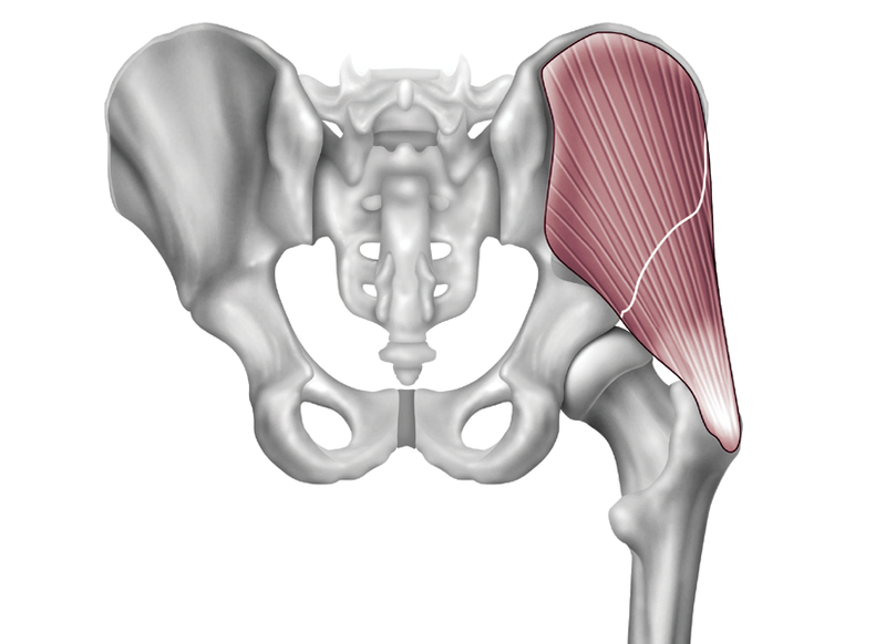 Anatomy