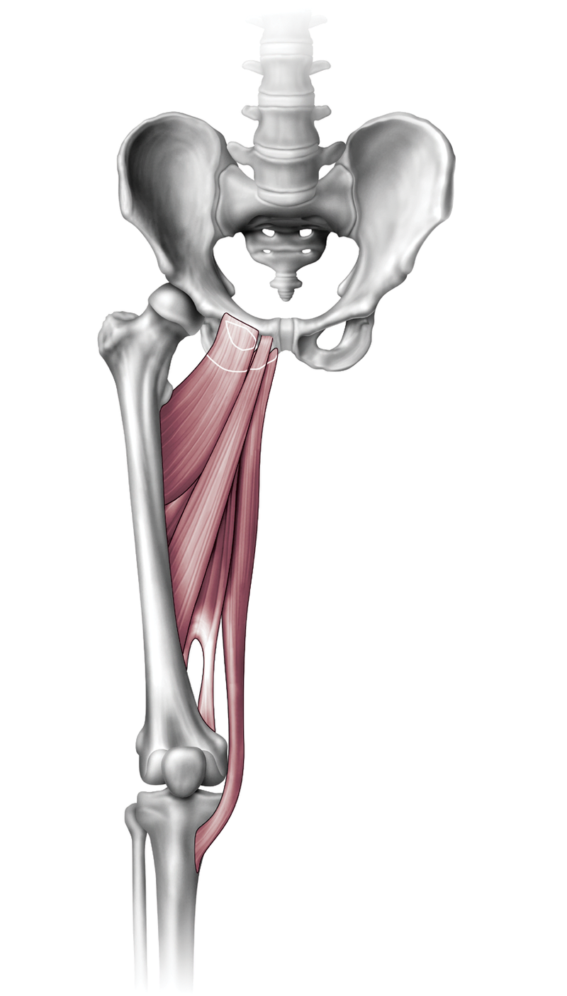 Anatomy