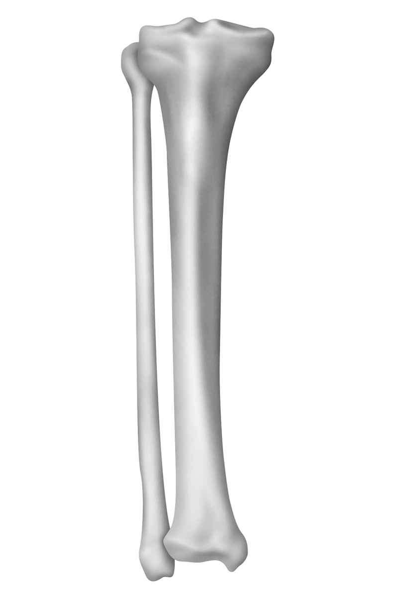 Anatomy