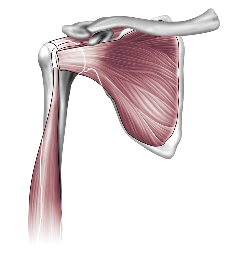 Anatomy