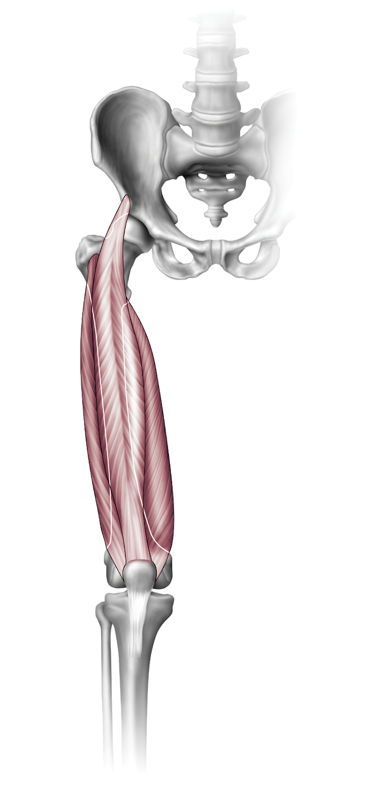 Anatomy
