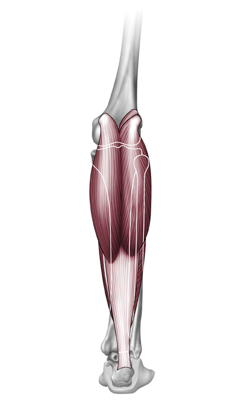 Anatomy