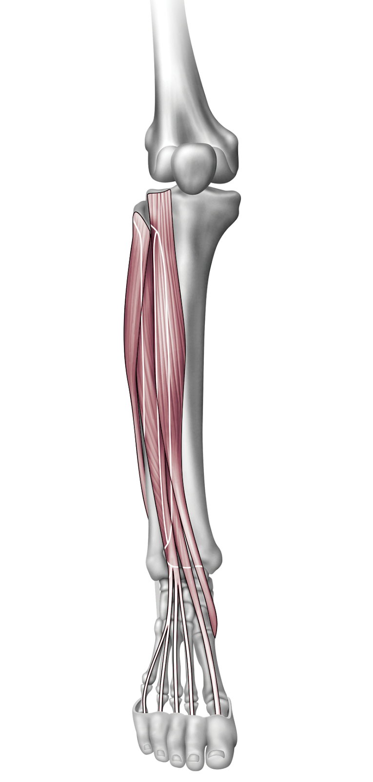Anatomy