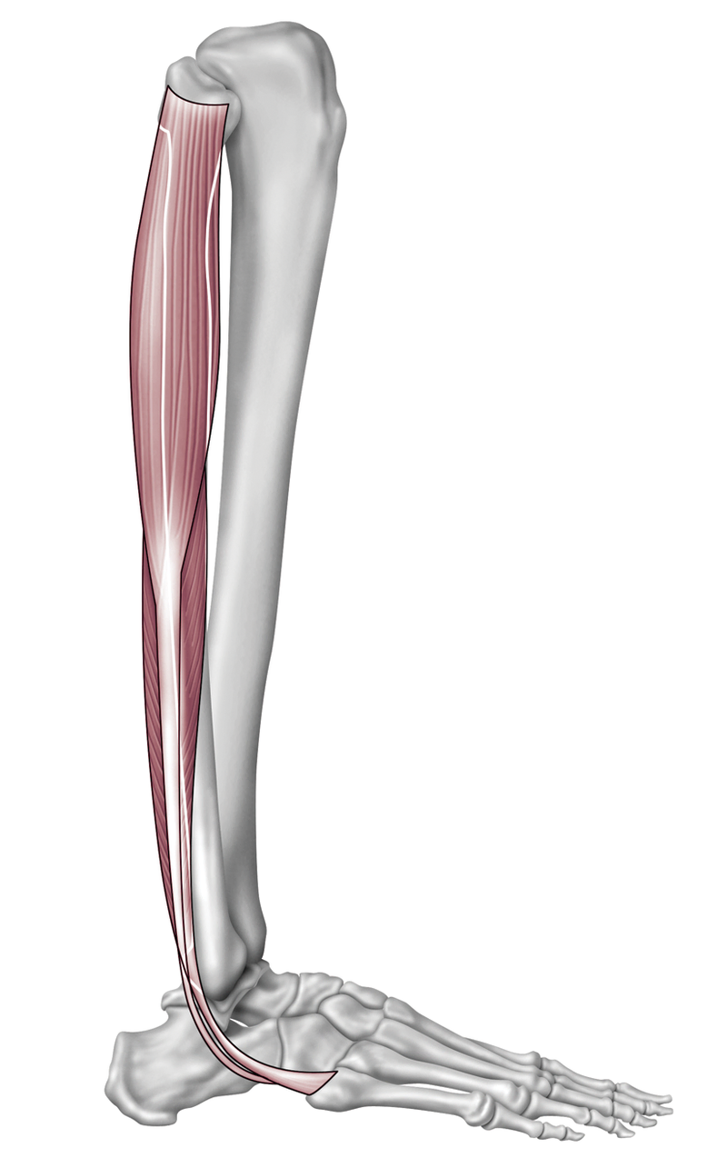 Anatomy
