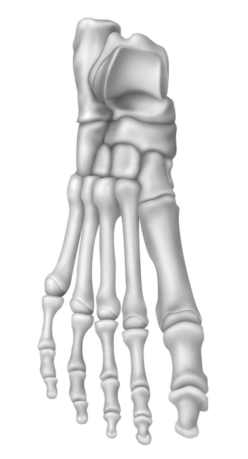Anatomy