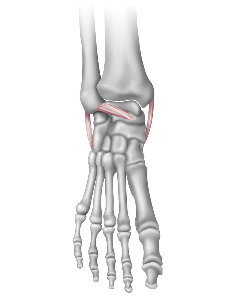 Anatomy
