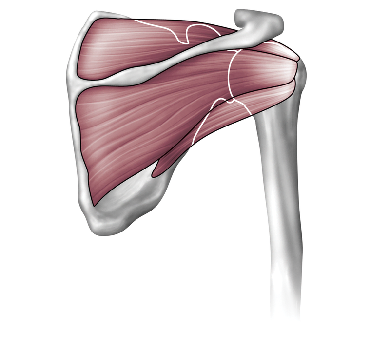 Anatomy