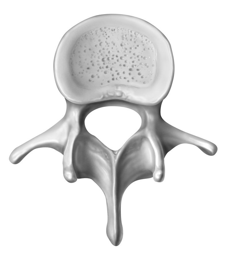 Anatomy