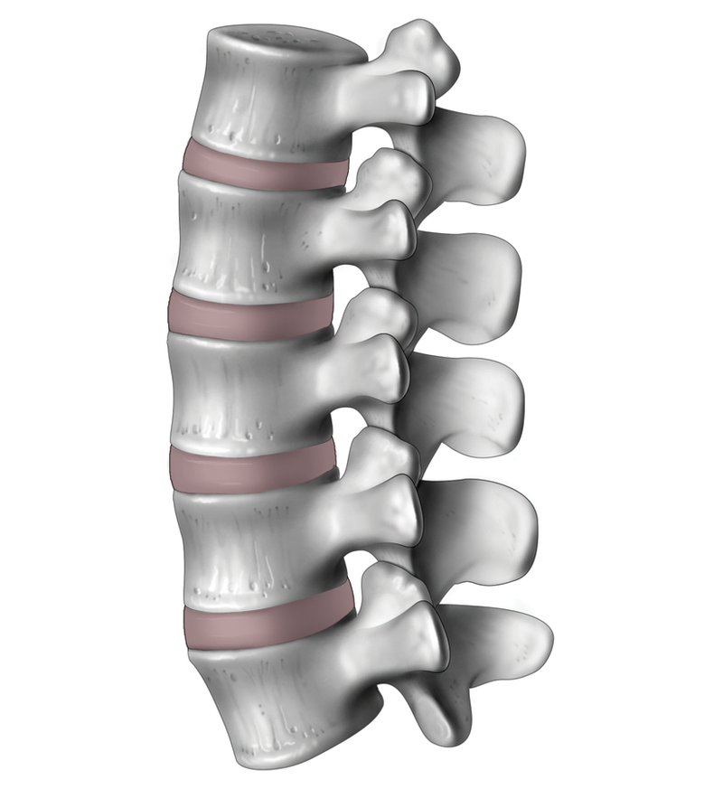 Anatomy