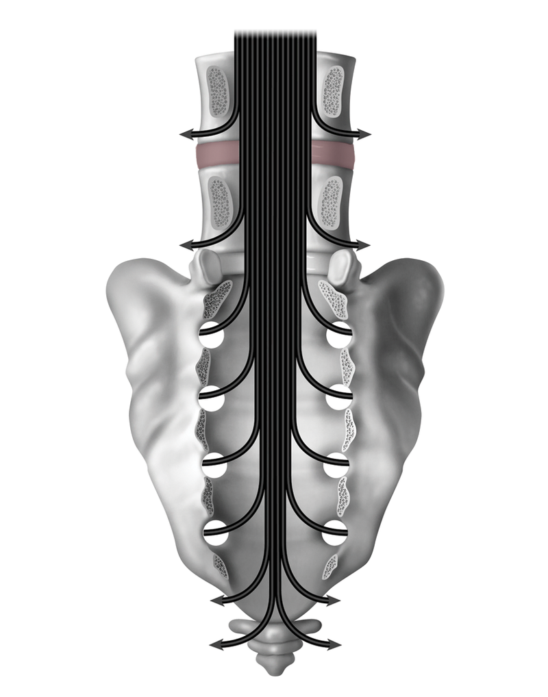 Anatomy