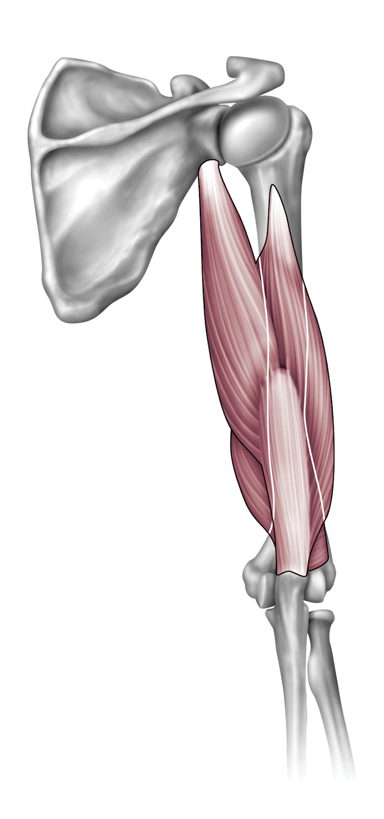 Anatomy