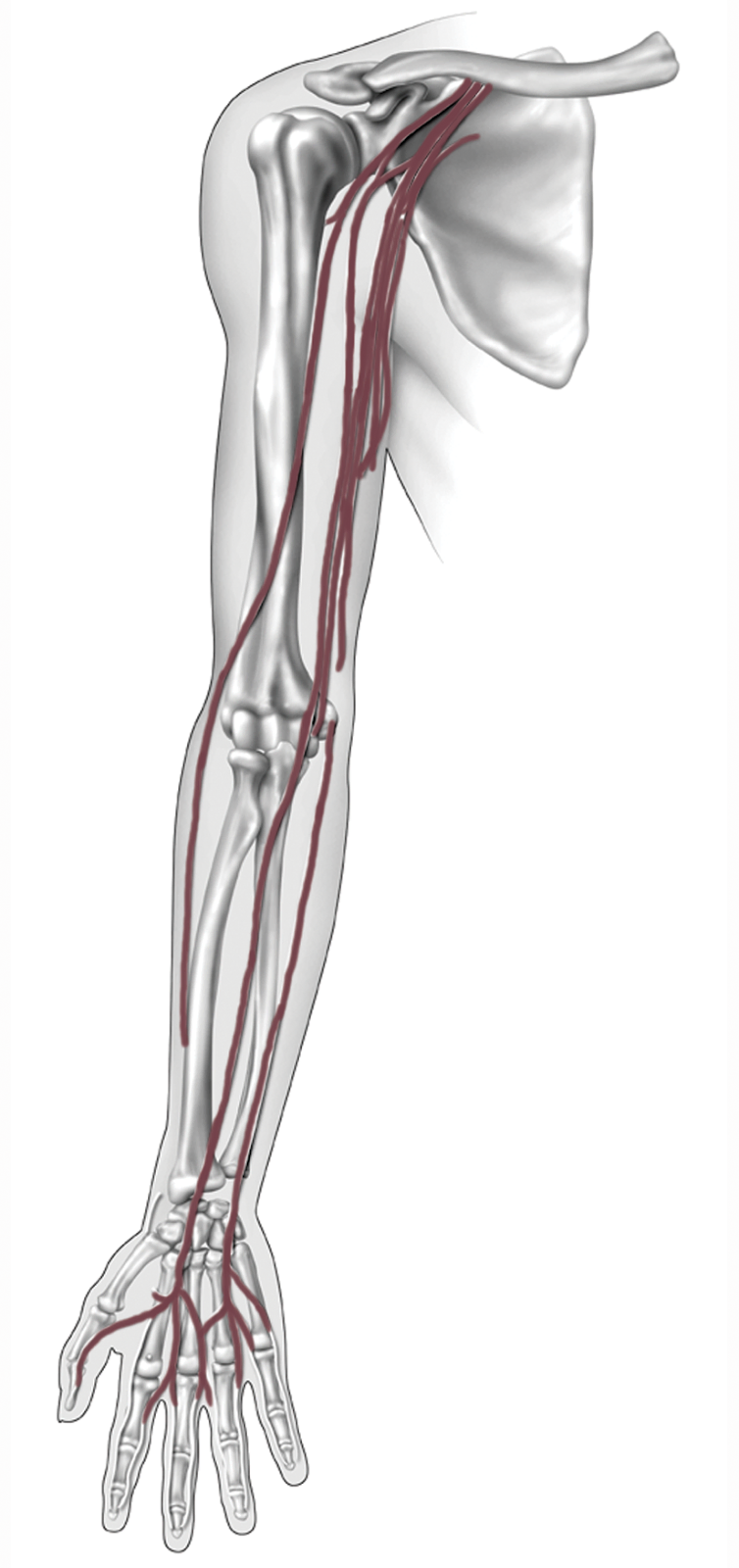 Anatomy