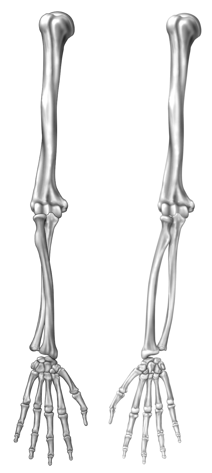 Anatomy
