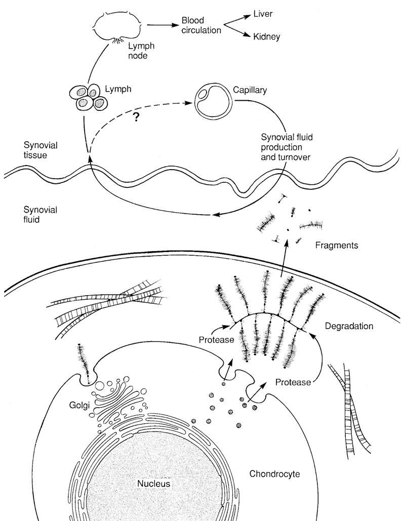 Articular Cartilage