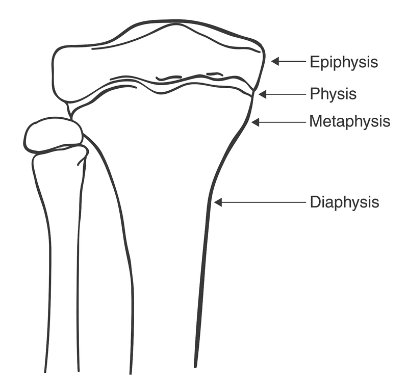 Bone