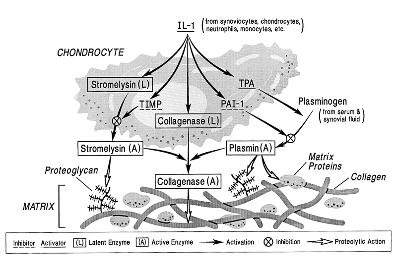 Inflammation