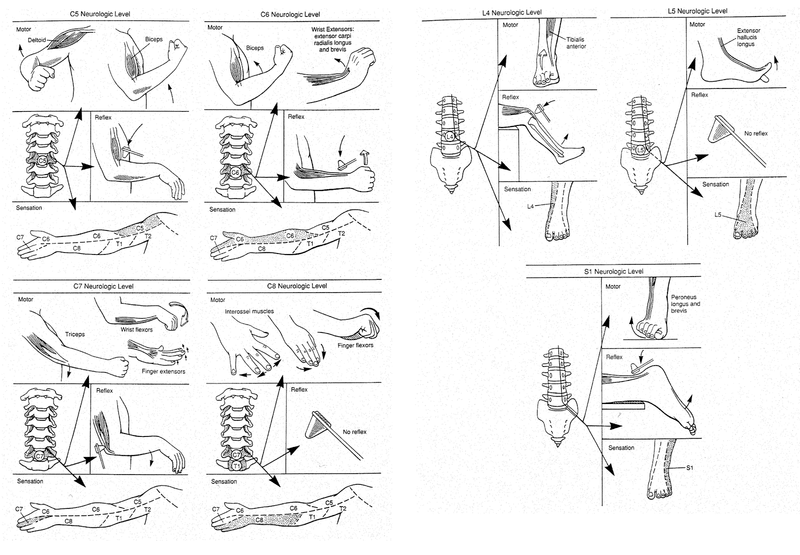 Physical Examination