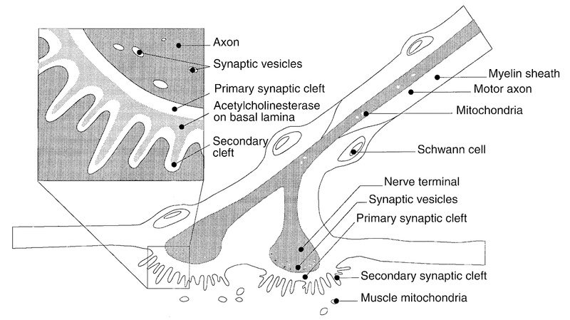 Skeletal Muscle