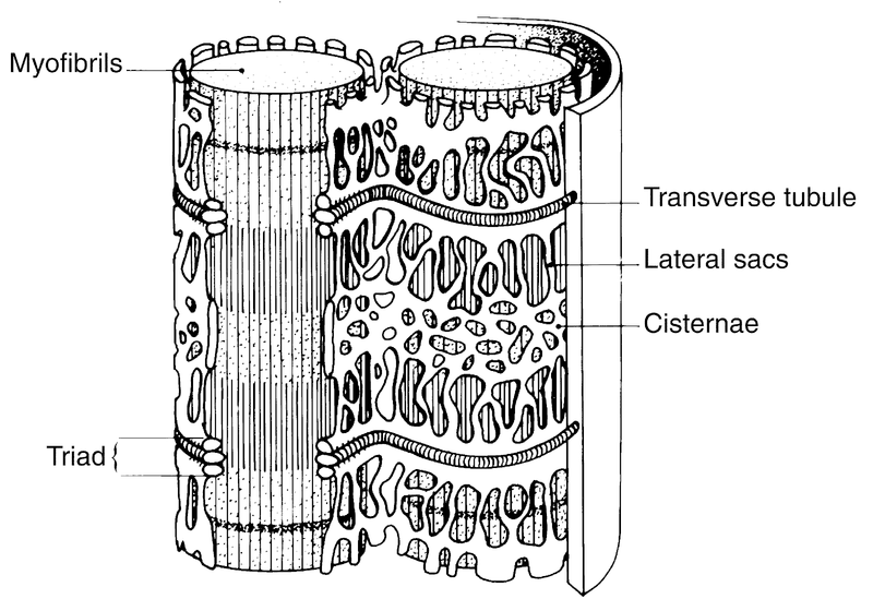 Skeletal Muscle
