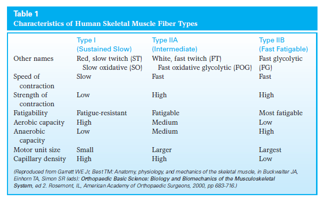 Skeletal Muscle