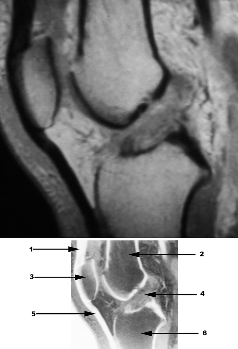 Special Imaging Studies
