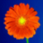 DaisyWaugh