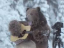 bearadise922
