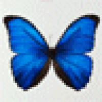 indro_b85