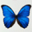 indro_b85