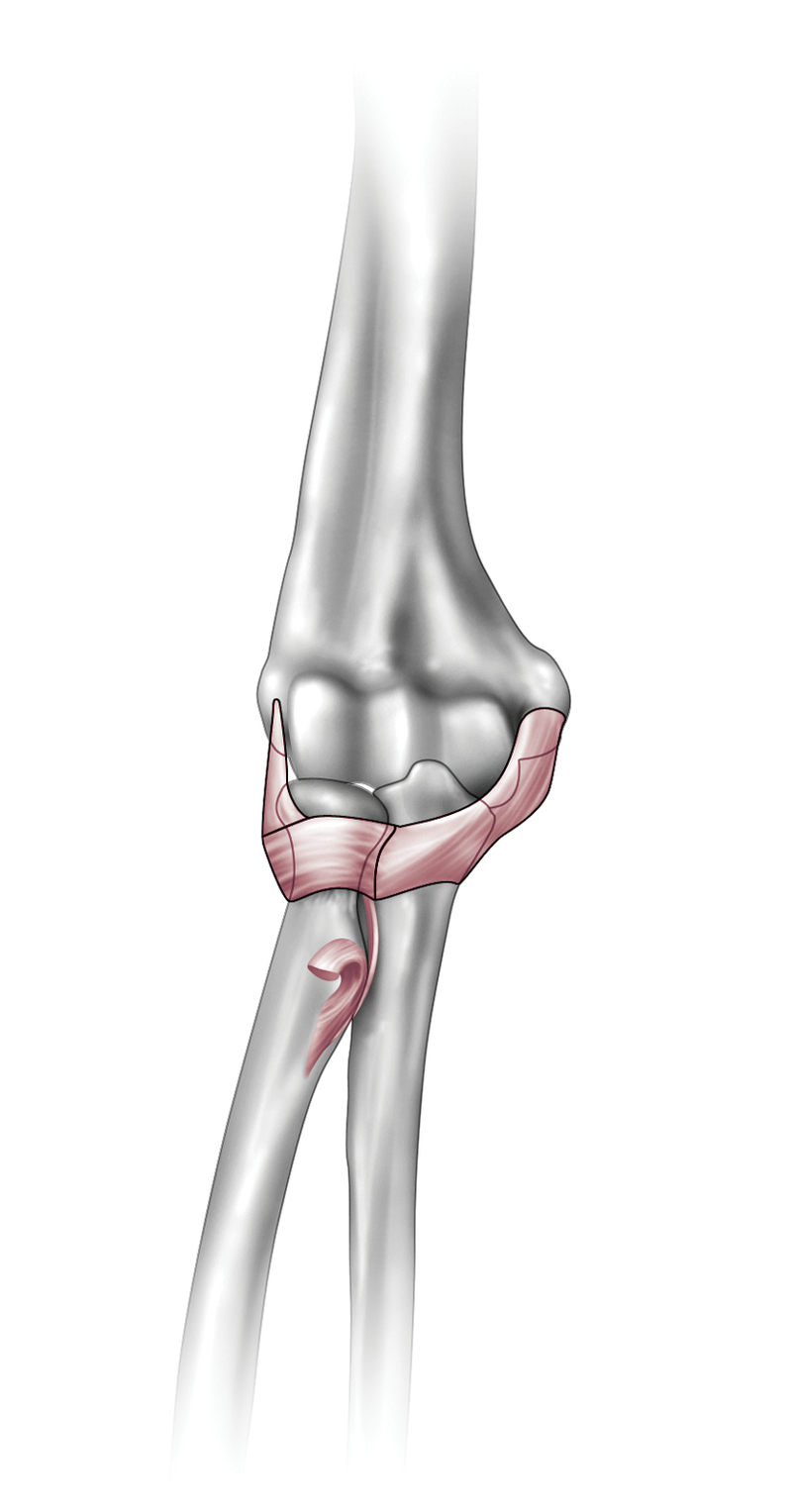 Anatomy