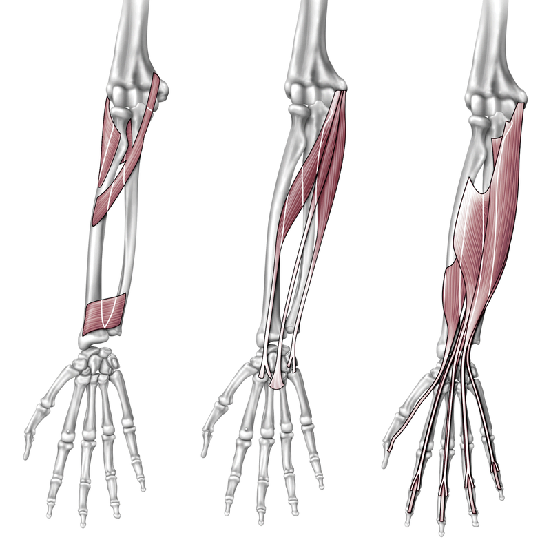 Anatomy