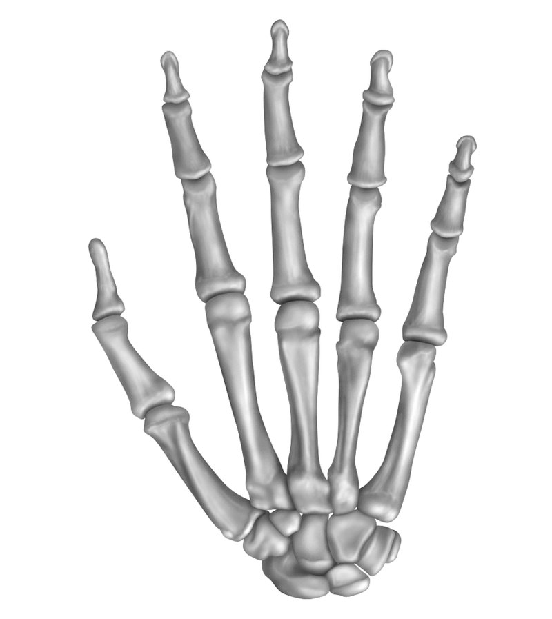 Anatomy