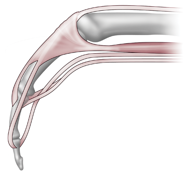 Anatomy