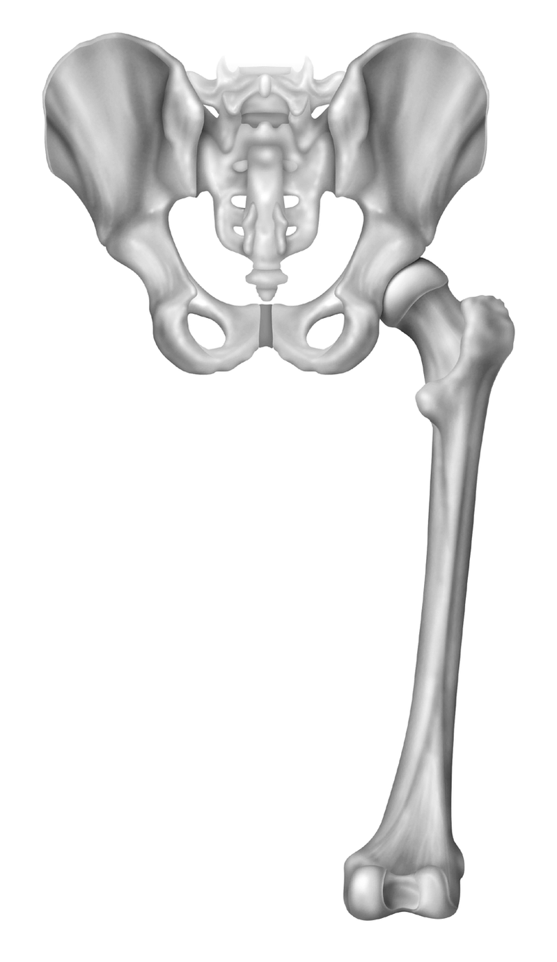 Anatomy