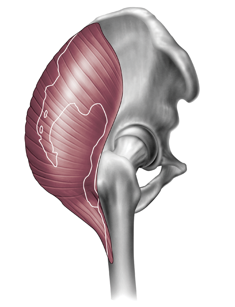 Anatomy