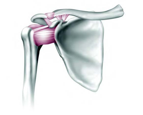 Anatomy