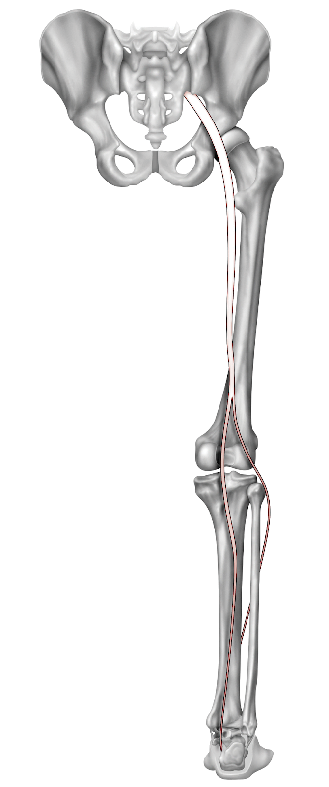 Anatomy