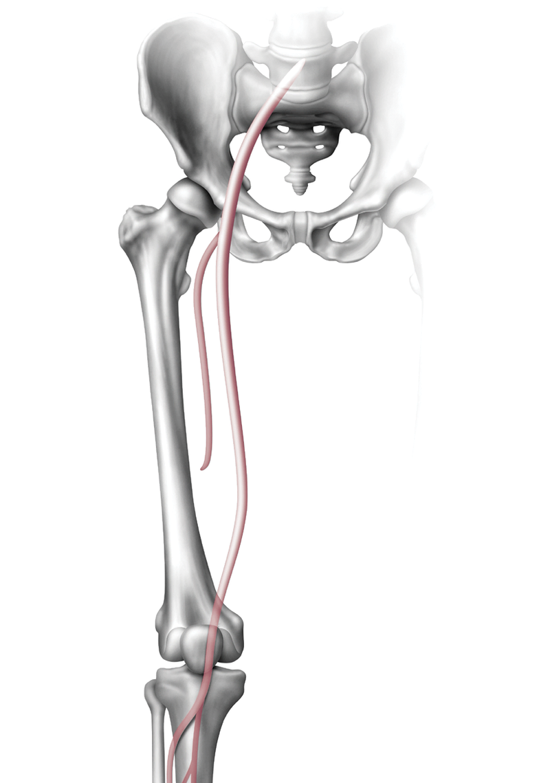 Anatomy