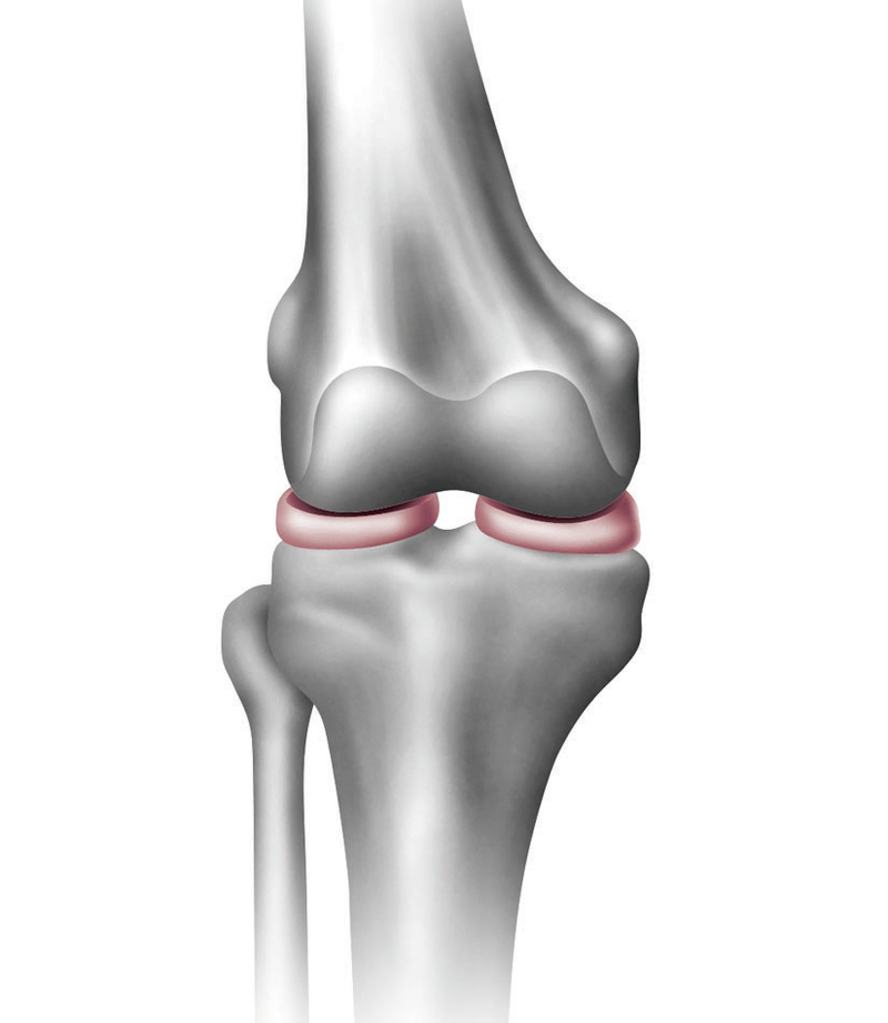 Anatomy