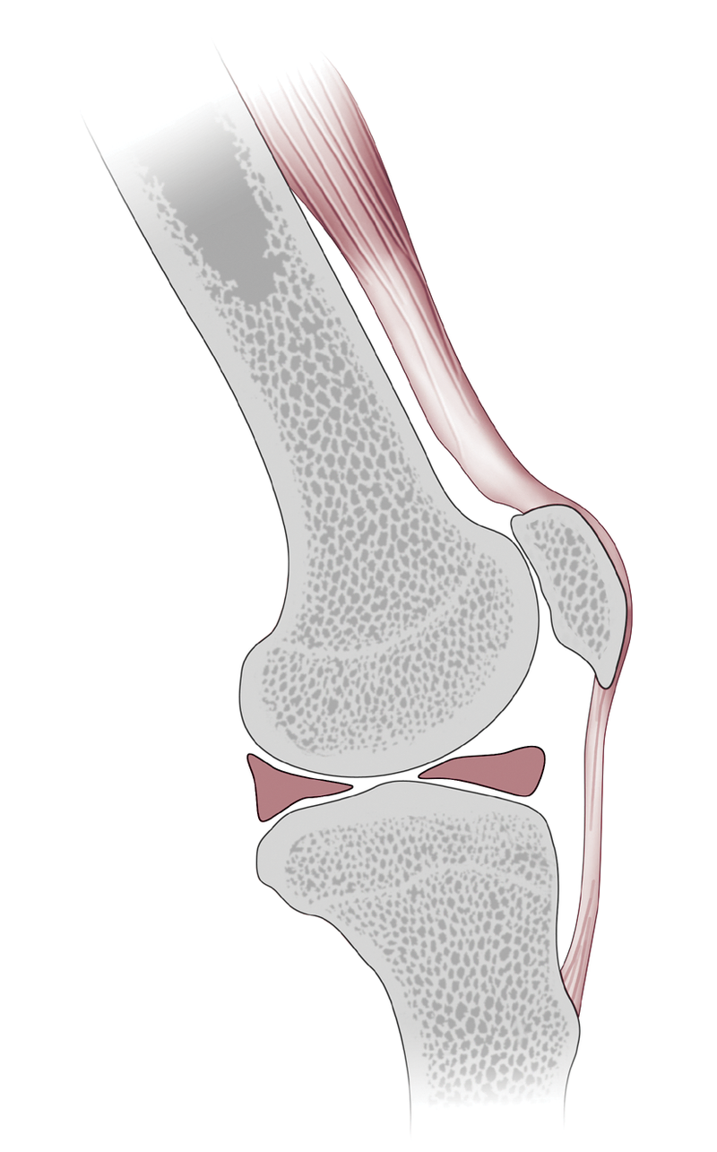 Anatomy