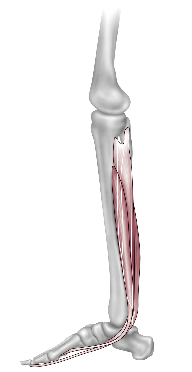 Anatomy
