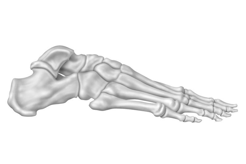 Anatomy