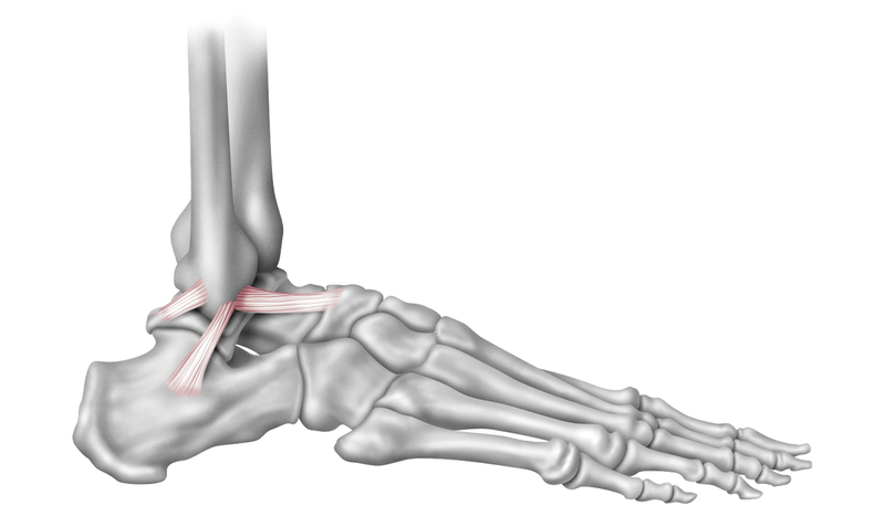 Anatomy