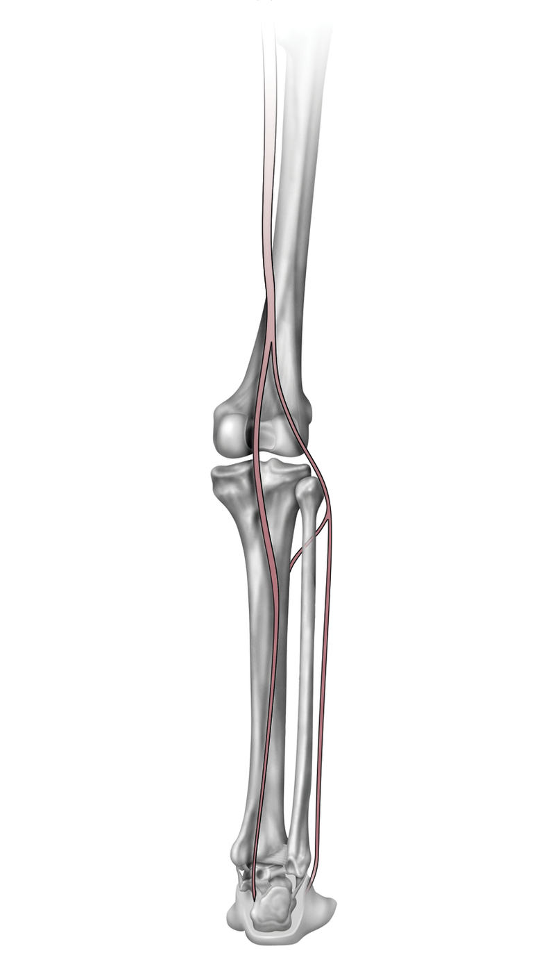 Anatomy
