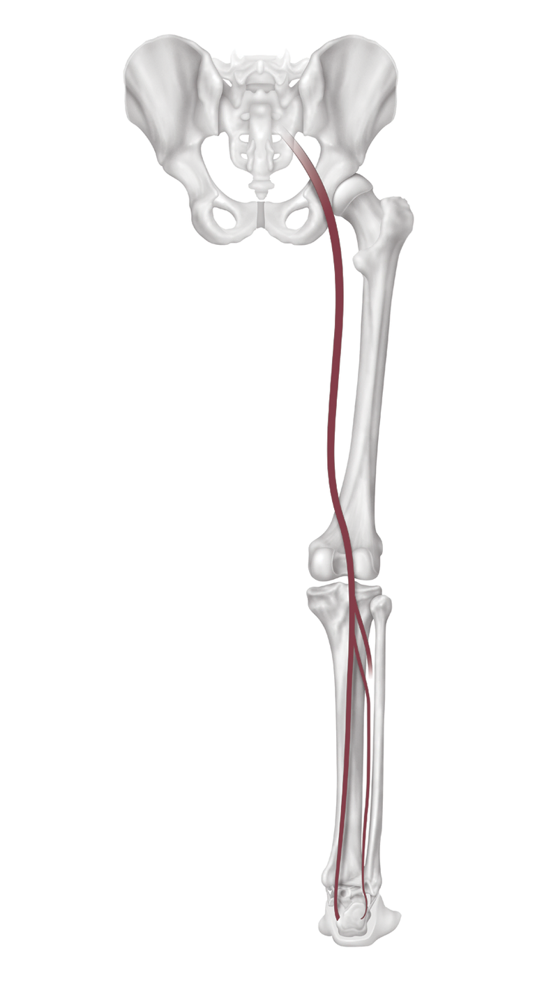 Anatomy